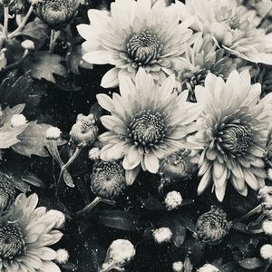 Meet your Posher, Drew